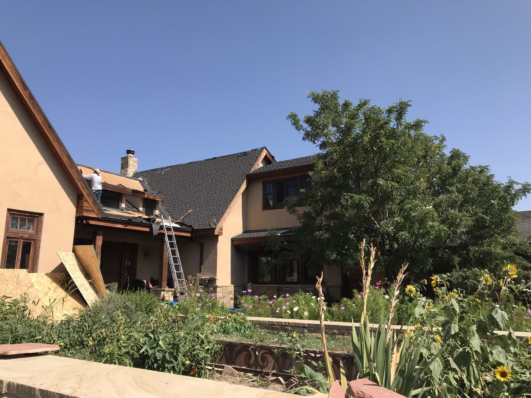 Roofco crew installing new architectural shingles, Denver Metro